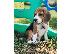 PoulaTo: Πωλούνται κουτάβια Nice Beagle.